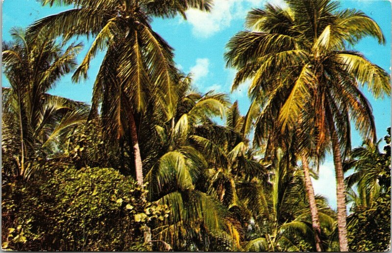 Coconut Palms South Florida FL Postcard VTG UNP Murphy Bros Vintage Unused 