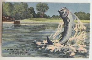 P3061, 1953 postcard sports fishing hooked the tarpon leaps to surface