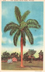 Vintage Postcard 1937 The Stately Royal Palm Trees Florida FL Coconut Tree Art