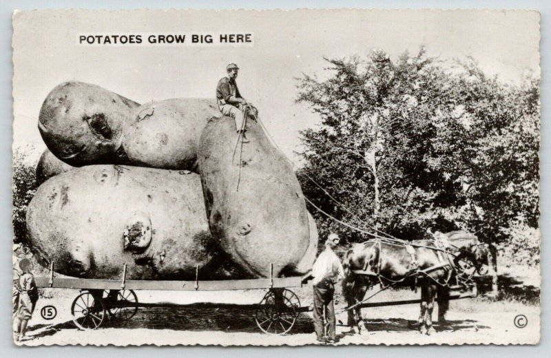 Leduc AB Hows Lettuce?Treated Us w/WhiskeyExaggerated PotatoesRPPC c19115