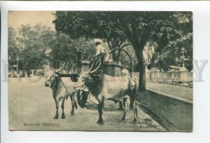 432804 Singapore Water-car Team of buffaloes for transporting water Vintage PC