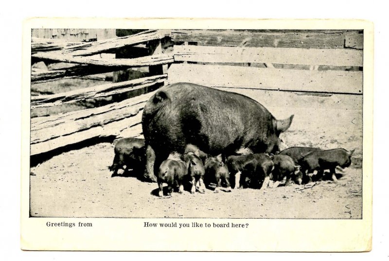 Feeding Piglets