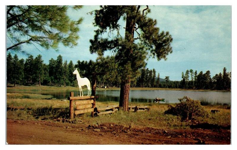 1950s/60s Whitehorse Lake Forest Camp near Williams, AZ Postcard *5N31