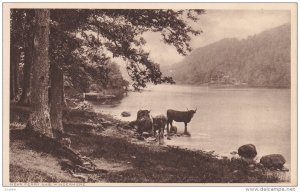 WINDERMERE, Cumbria, England, 1900-1910´s; Near Ferry Nab, Herd Of Ox