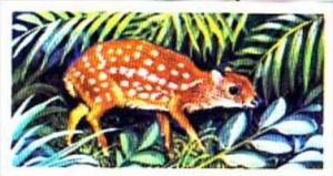 Brooke Bond Trade Card Asian Wildlife No 37 Indian Chevrotain