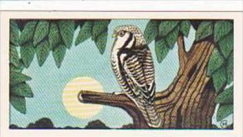 Glengettie Tea Trade Card Rare British Birds No 19 Hawk Owl