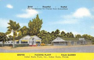 Indian Rocks Florida Palm Garden Groves Antique Postcard K53510