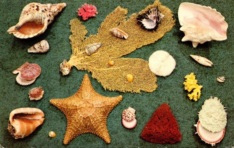 Florida Sea Shells Gathered Along The Beaches 1975