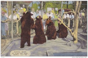 Playful Bears At Glen Oak Park, Peoria, Illinois, 1930-1940s