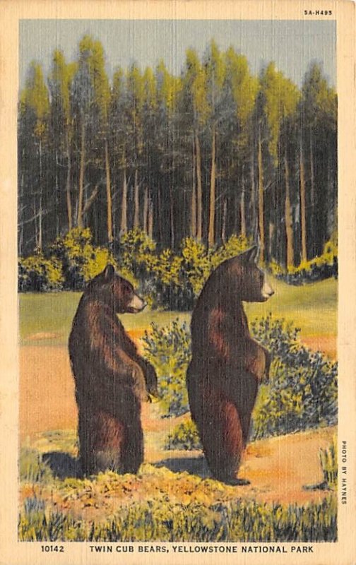 Twin Club Bears Yellowstone Park, USA  