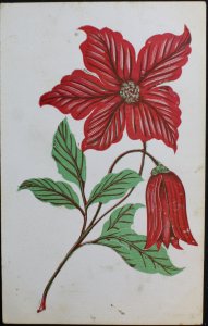 Poinsettia bloom