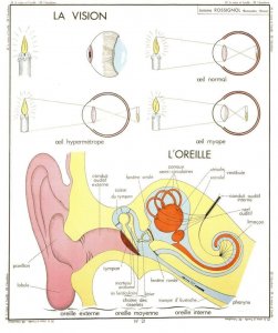 Eyes Ears Vision Sight Hearing School Study Test Wall Chart Postcard