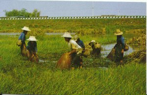 Thailand Postcard - Thai Farmers Catch Fish with Traps - Ref 18274A