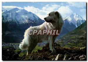 Postcard Modern Dog of the Pyrenees in the Mountain