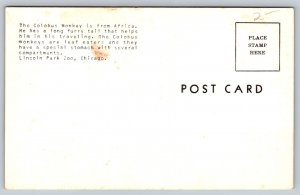 Colobus Monkey   Lincoln Park Zoo  Chicago  Illinois   Postcard