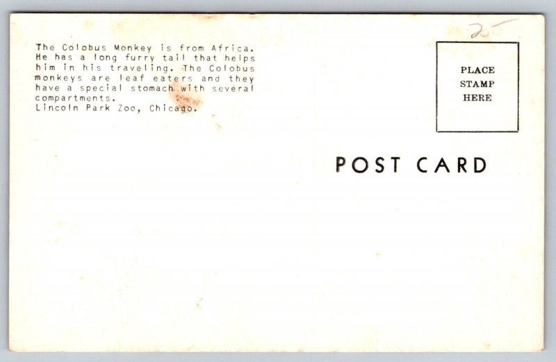 Colobus Monkey   Lincoln Park Zoo  Chicago  Illinois   Postcard