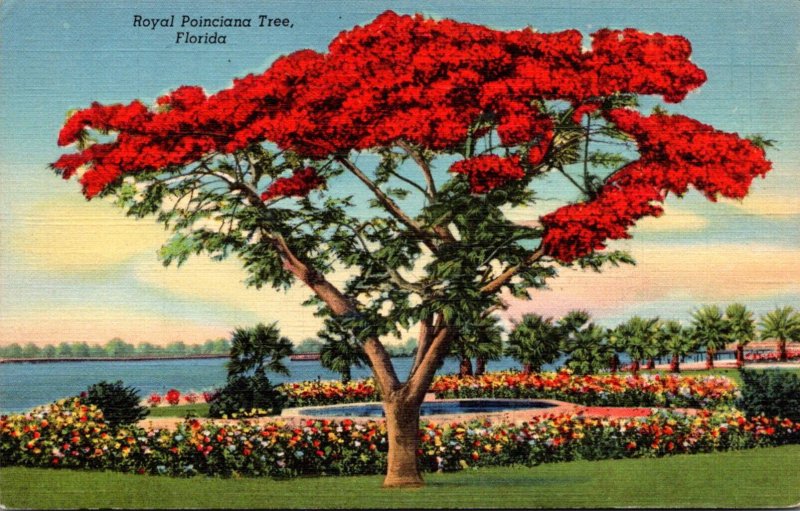 Florida Beautiful Poinciana Tree In Full Bloom Curteich