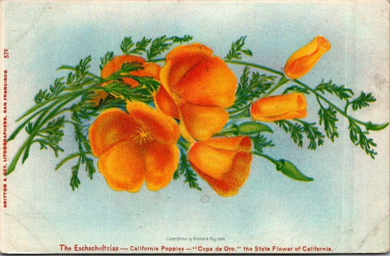 California Poppies Copa de Oro c1905 pretty flowers