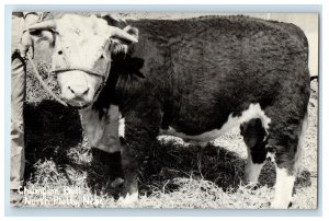 c1910's Champion Bull With Rope North Platte Nebraska NE Antique Postcard 