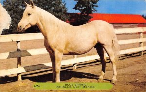 J30/ Scholle New Mexico Postcard Chrome Blue Spring Horse Fence 271