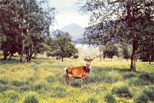 uk52562 red deer stag inverness shire scotland uk