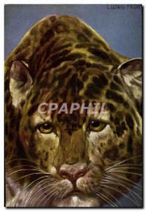 Old Postcard Tiger Felin