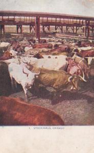Illinois Chicago Cattle Pens At Union Stock Yards