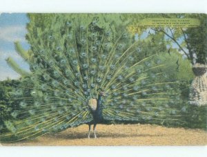 Linen PEACOCK BIRD AT PETERSON ROCK GARDEN Between Band & Redmond OR E6140