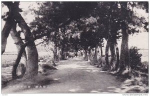 Lined-Up Trees, Japan, 1900-1910s