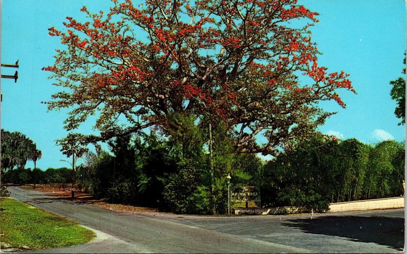 Kapok Tree Florida Largest Bouquet Clearwater FL Blooms During Winter Postcard 