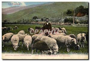 Old Postcard Patre and mountain sheep herd