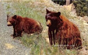 American Black Bear Bear Postcard