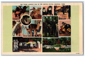 Memphis Tennessee TN Postcard The Third Largest Zoo In The U.S. 1942 Animals