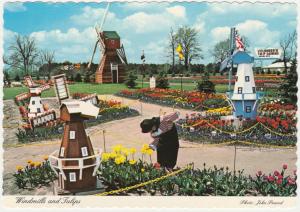 Windmills and Tulips - Holland MI, Michigan