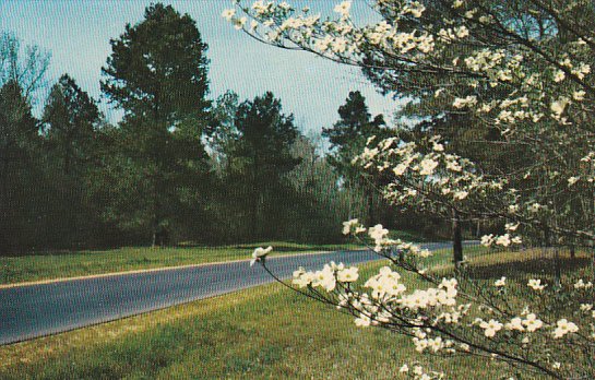 Mississippi Natchez Dogwoods On Trace Parkway