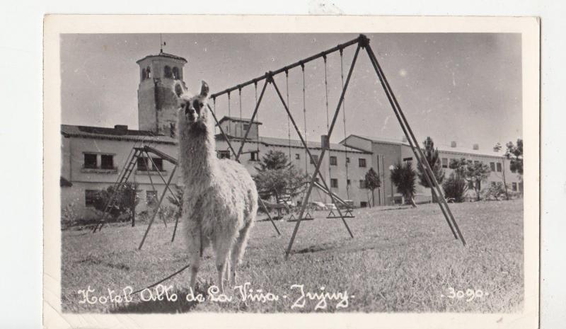 B81441 lama llama hotelalto de la jujuy   argentina front/back image