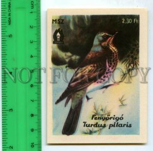 500288 HUNGARY Bird Turdus Pilaris Vintage match label