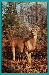 White Tail Buck In The Woods - [MX-794]