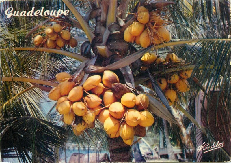 Guadeloupe coconut tree postcard