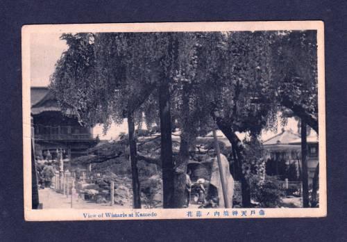 JAPAN View Wistaria at KAMEDO POSTCARD Carte Postale Japanese