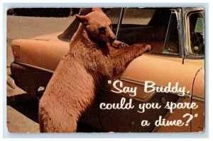 c1950's Park Panhandler At Work Dog And Car Unposted Vintage Postcard