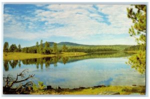 c1950's Hawley Lake Mountains Grove View McNary Arizona AZ Unposted Postcard