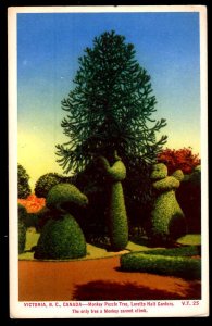 Canada British Columbia VICTORIA Monkey Puzzle Tree, Loretto Hall Gardens - WB
