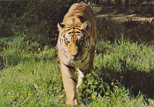 Siberian Tiger Calgary Zoo St Georges Island Calgary Alberta Canada