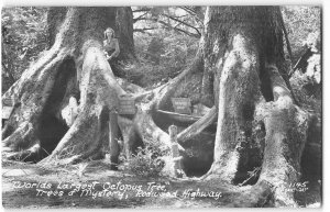 RPPC Octopus Tree, Trees of Mystery, Redwood Highway 1940s Vintage Postcard