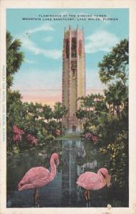 Florida Lake Wales Flamingos At Singing Tower Mountain Lake Sanctuary