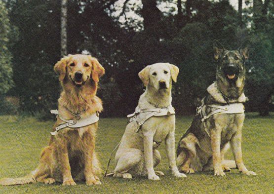Guide Dogs For The Blind Early 1980s Postcard | Topics - Animals - Dogs ...