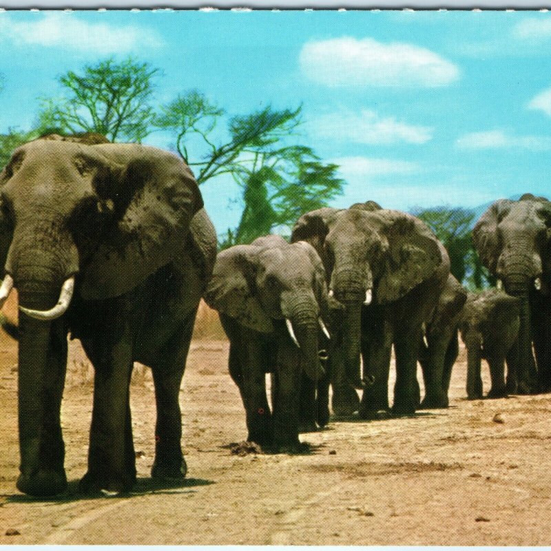 c1970s Nairobi African Wild Life Elephant Herd Safari Savanna Chrome 4x6 PC M25