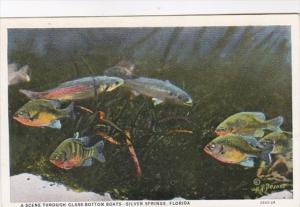 Florida Silver Springs Scene Through Glass Bottom Boat Curteich