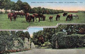 Mares And Foals Claiborne Farm Paris In Old Kentucky